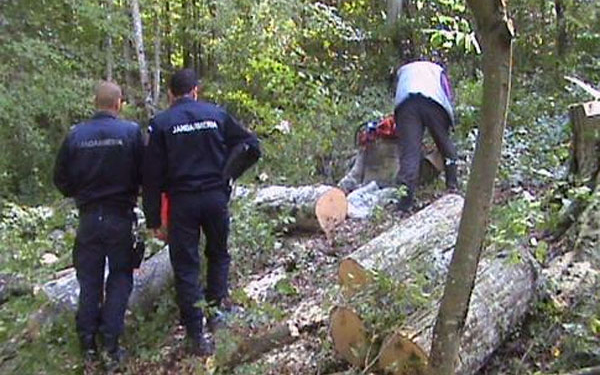 Engedély nélkül vágták ki a fákat