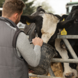 Állatgondozó tehenészeti telepre