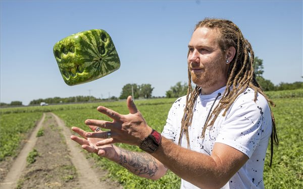 Kocka alakú görögdinnyét termesztenek Hódmezővásárhelyen