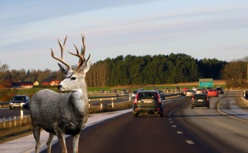 Vadveszély az utakon